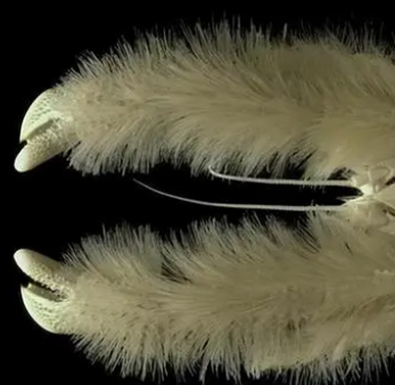 一只独特的雪人蟹,它的腿毛可以收集细菌作为食物,自然界还是蛮神奇的