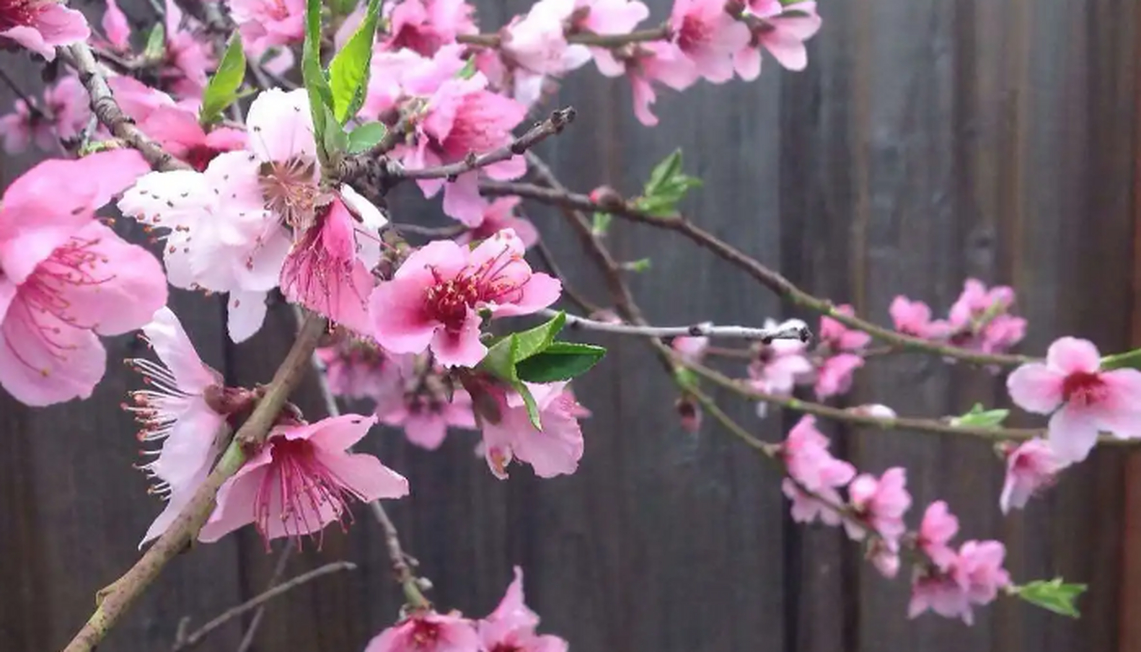 落叶小乔木;叶为窄椭圆形至披针形,长15厘米,宽4厘米,先端成长而细的