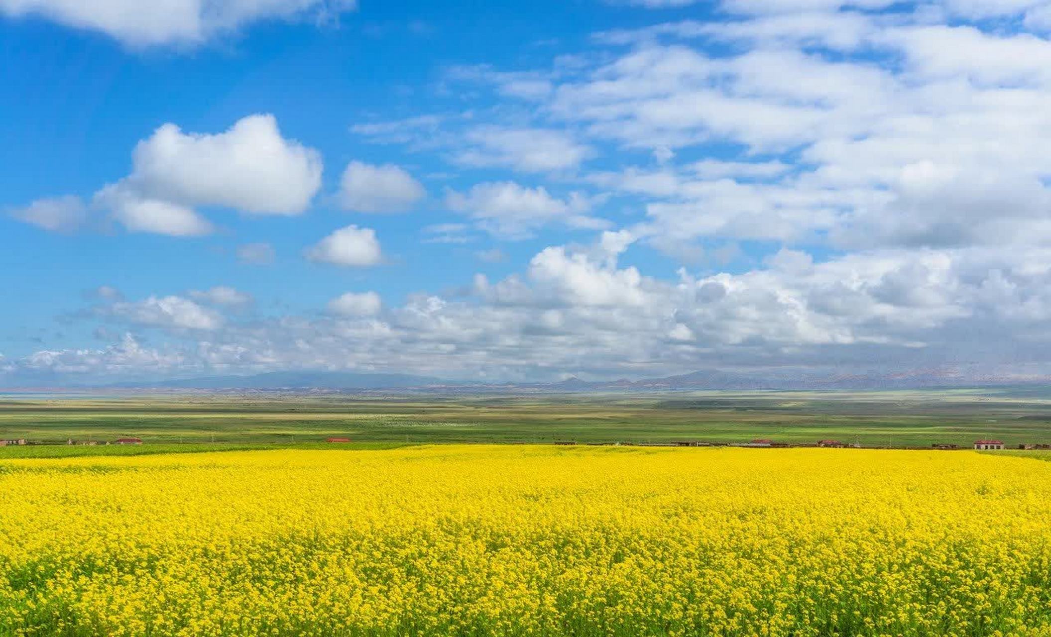 蓝天白云下金黄的油菜花就像一幅色彩缤纷的油画.