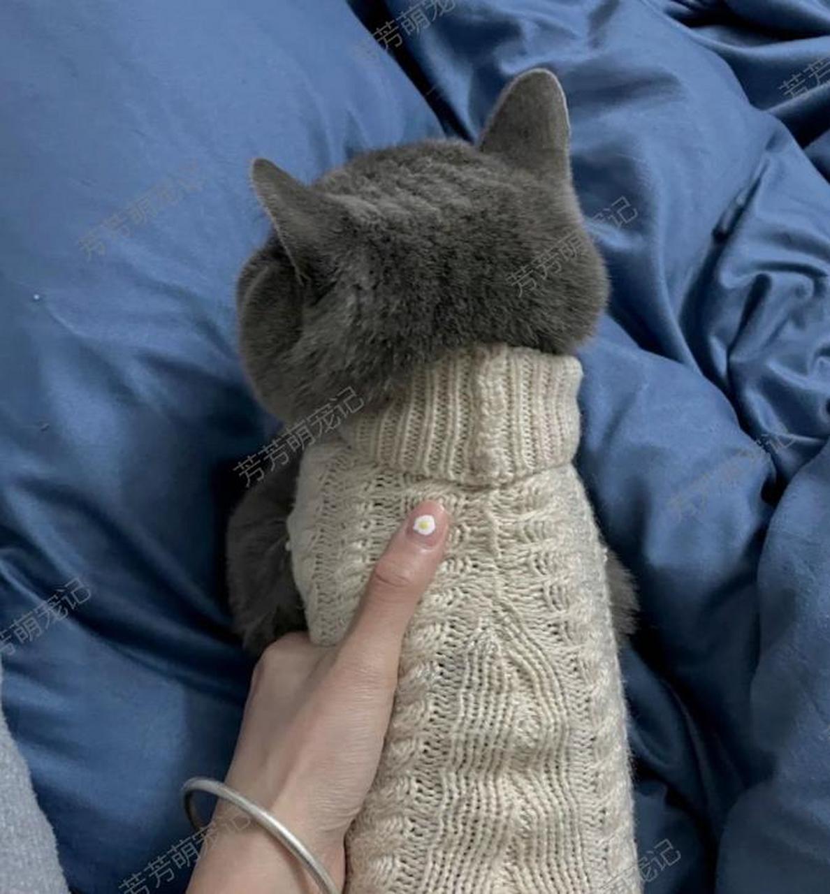 周末我在家给我的猫咪织了一件毛衣,你们觉得我的手艺怎么样呀?