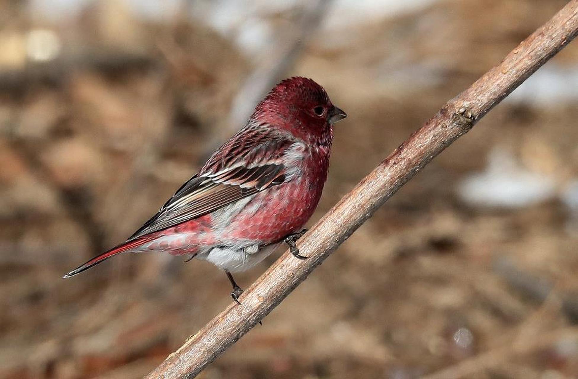 美好辽宁欢迎您# 梁广军:家乡的鸟(36)北朱雀 宽甸旅游摄影协会