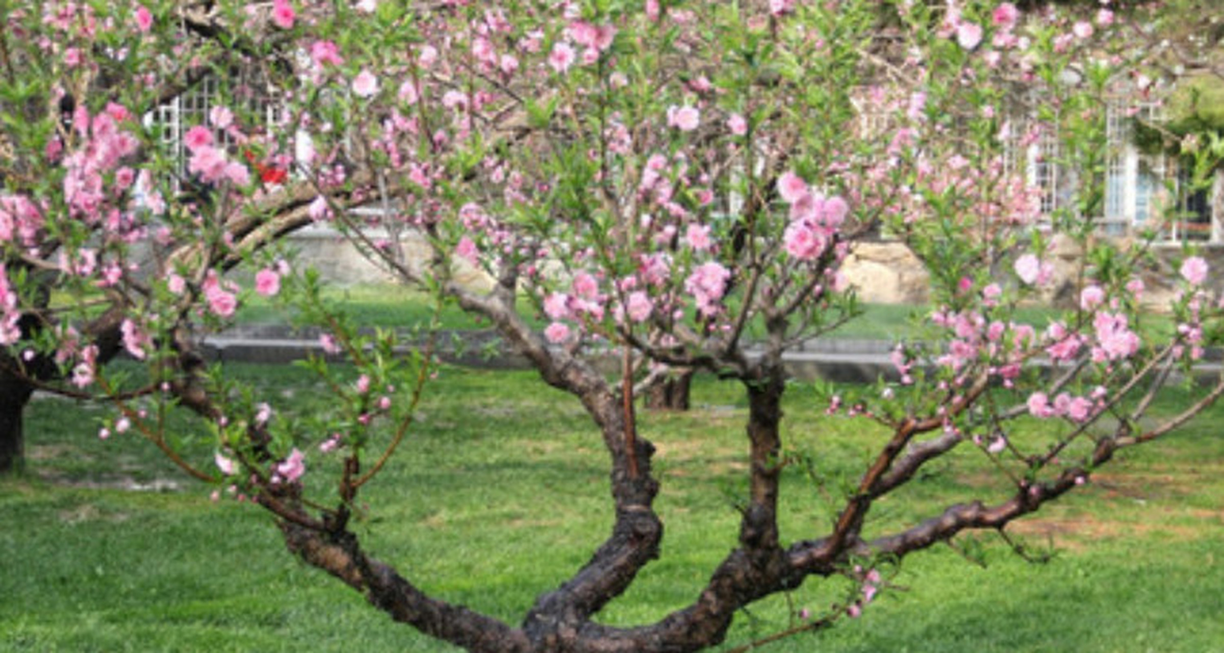 梅花树结的果实是什么  梅花树(学名:prunus mume)的果实称为梅.