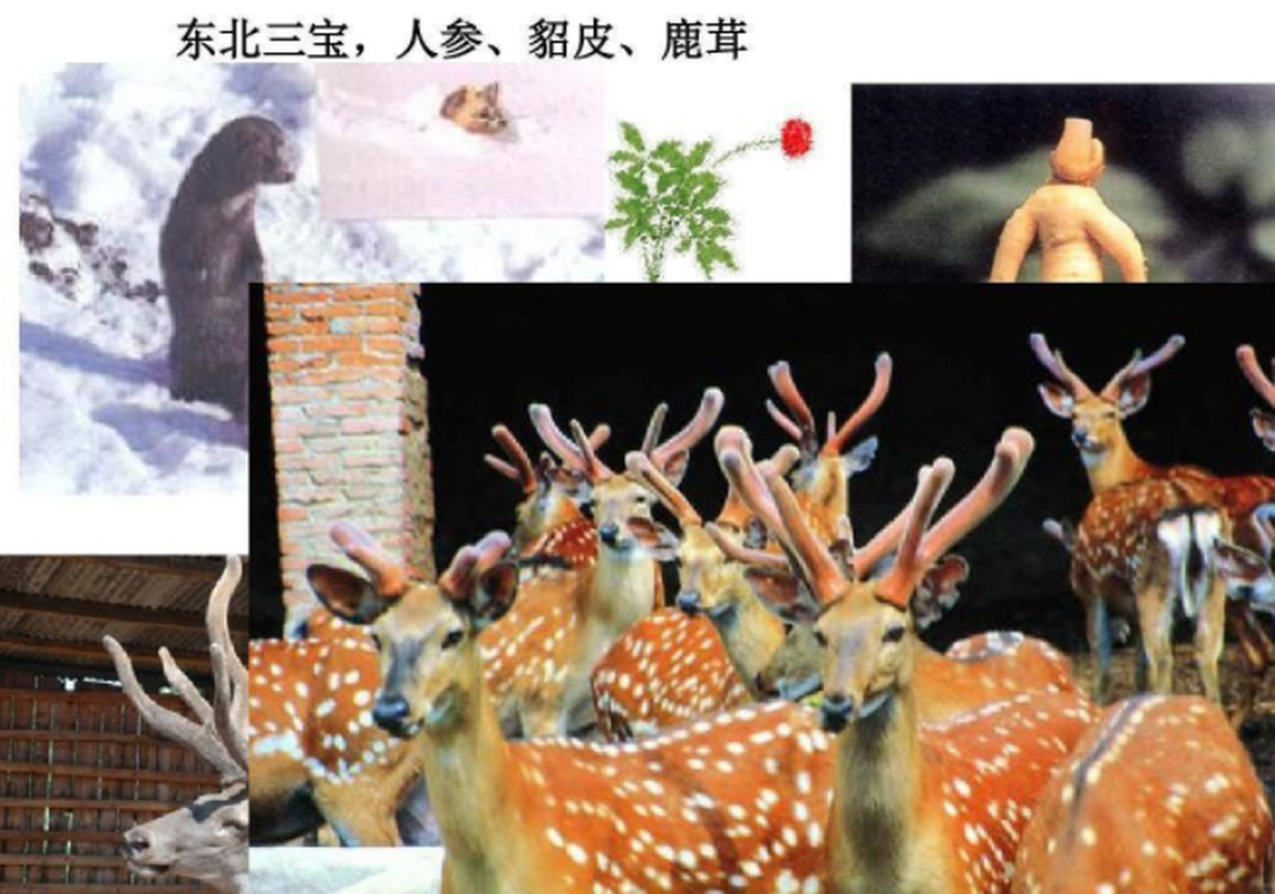 东北有三宝:人参,貂皮,鹿茸.