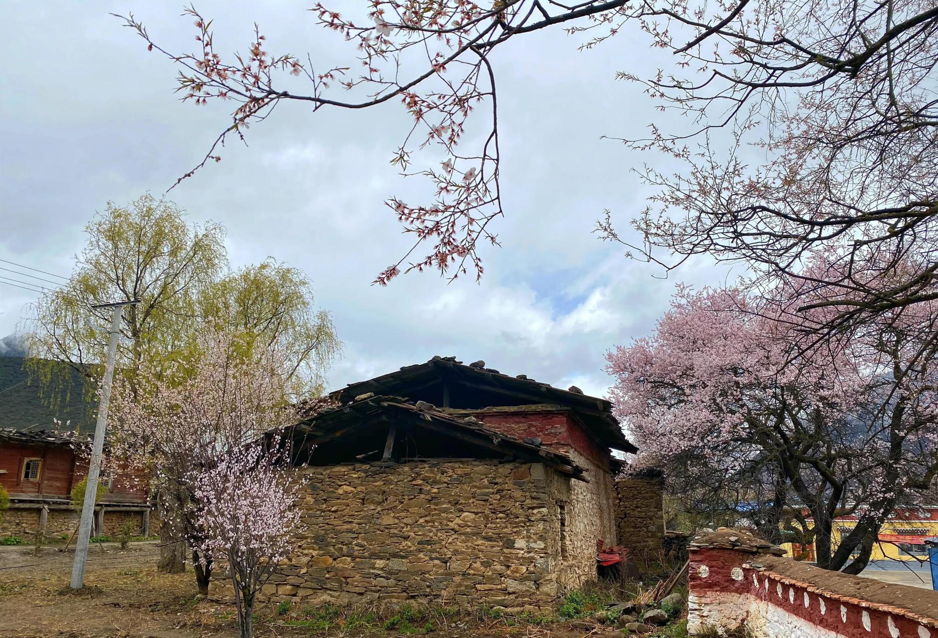 西藏# #林芝# #波密县# 倾多寺—倾多强巴林寺:距波密县城40公里的倾