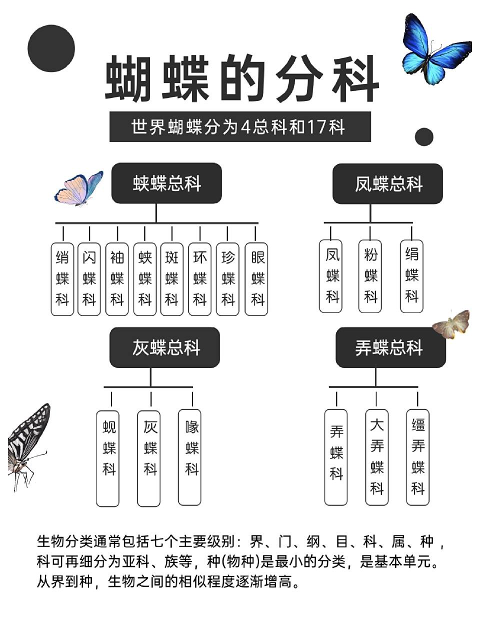 蝴蝶的分科系统|butterfly classification