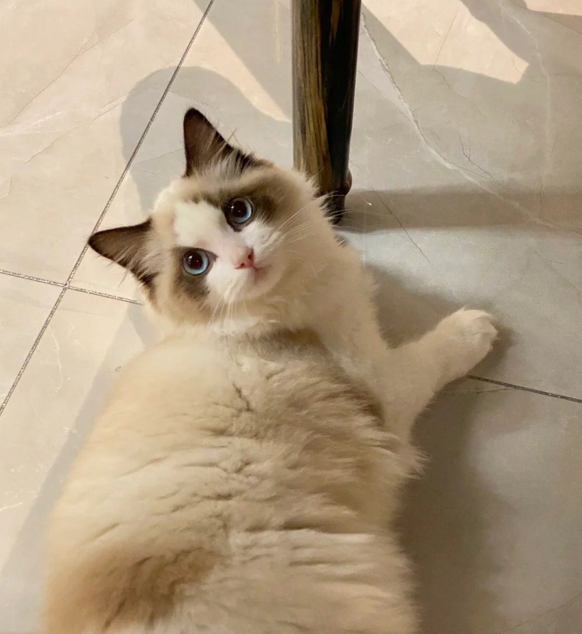 布偶猫剃毛和不剃毛的差别能有多大?