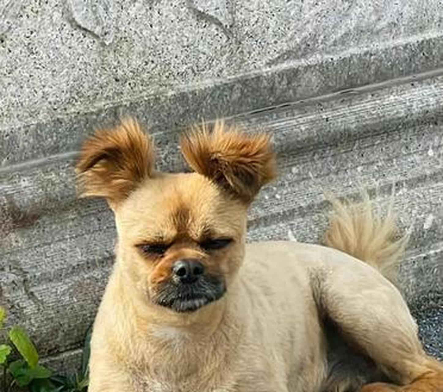 不得不说,这狗的发型,即使放在整条街上,也是相当破解的