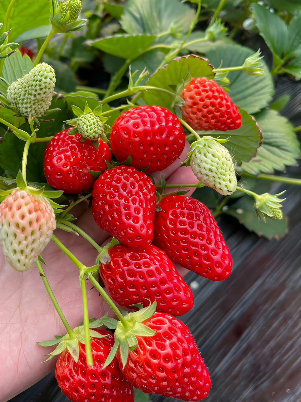 莓心 莓肺 快樂加倍