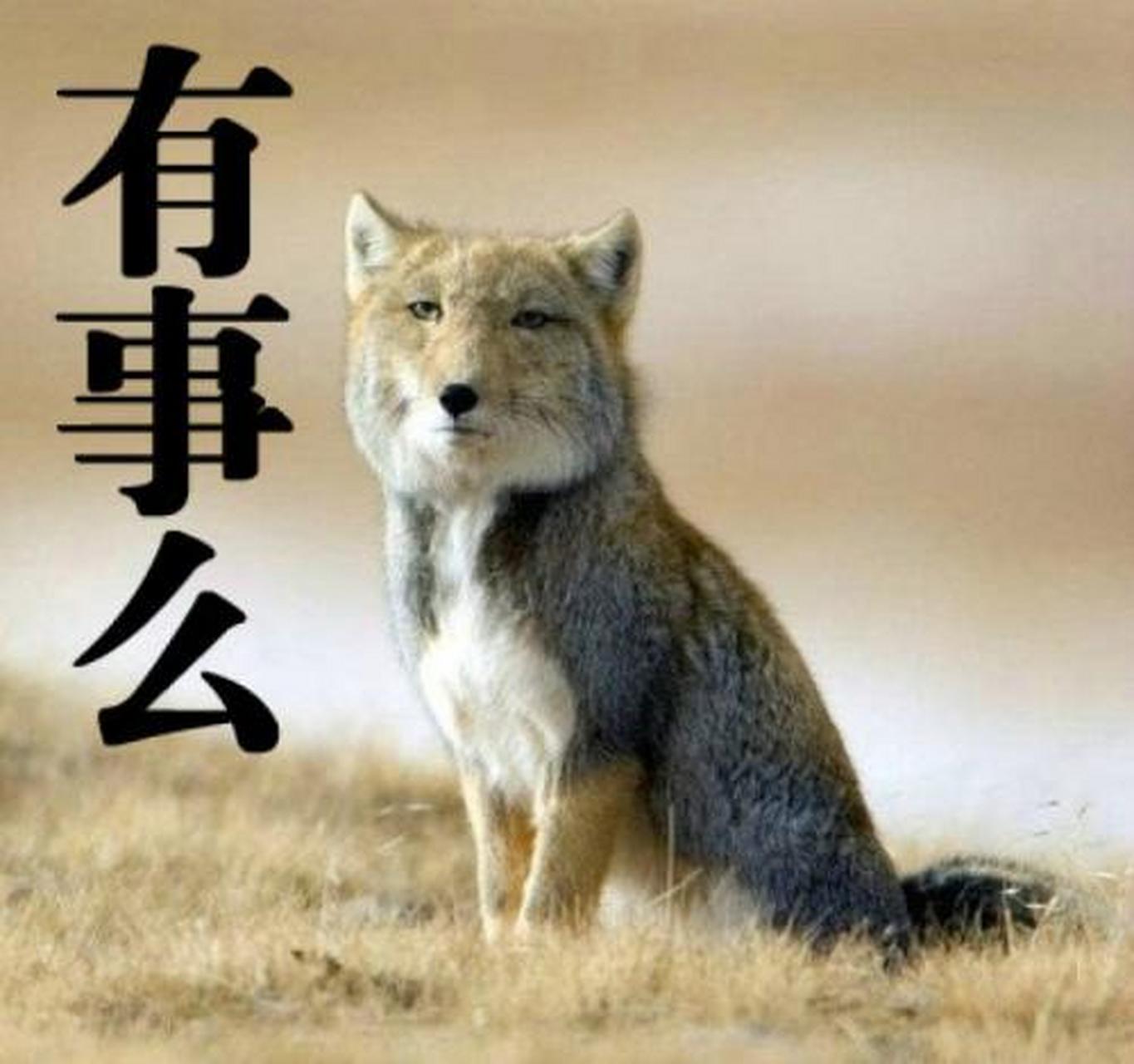 [偷笑]藏狐真是一种神奇的动物,动物界的面瘫帝,一脸冷漠的表情,万年
