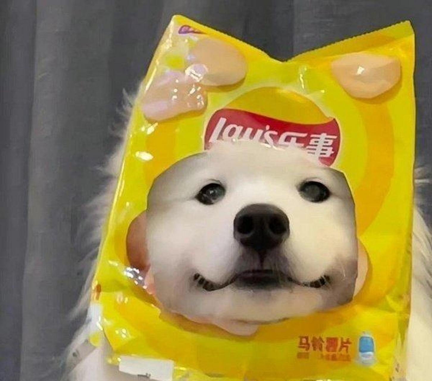 当你看到这组萌宠头像 你已经幸运起来了