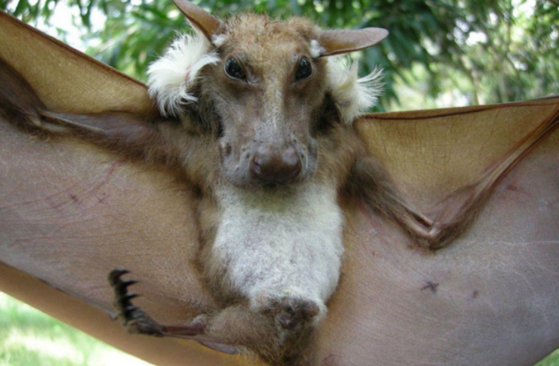 布氏前肩头果蝠:这种蝙蝠有另一个外号叫"狗头蝙蝠",为什么呢?