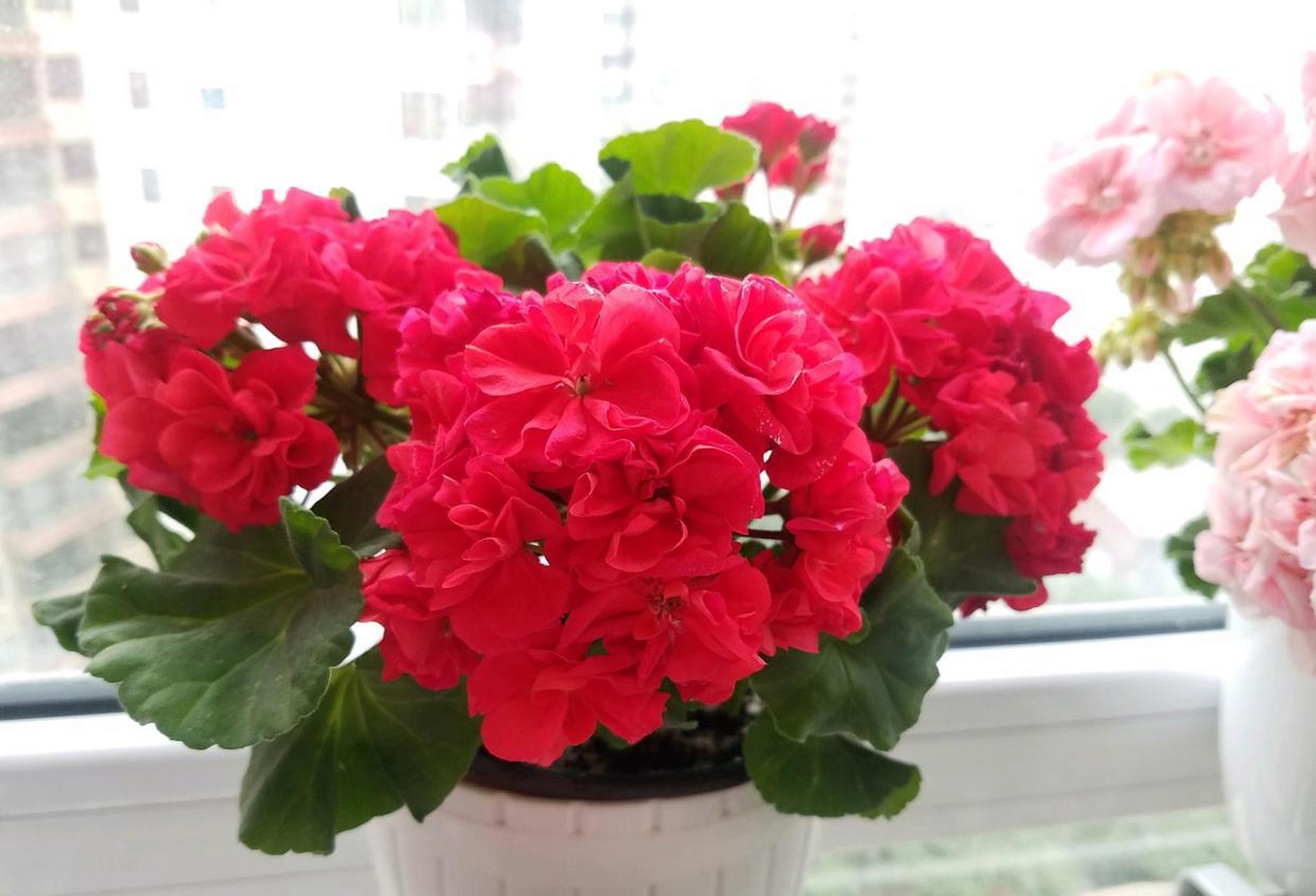 阳台还有位置,建议养盆天竺葵"肯尼"