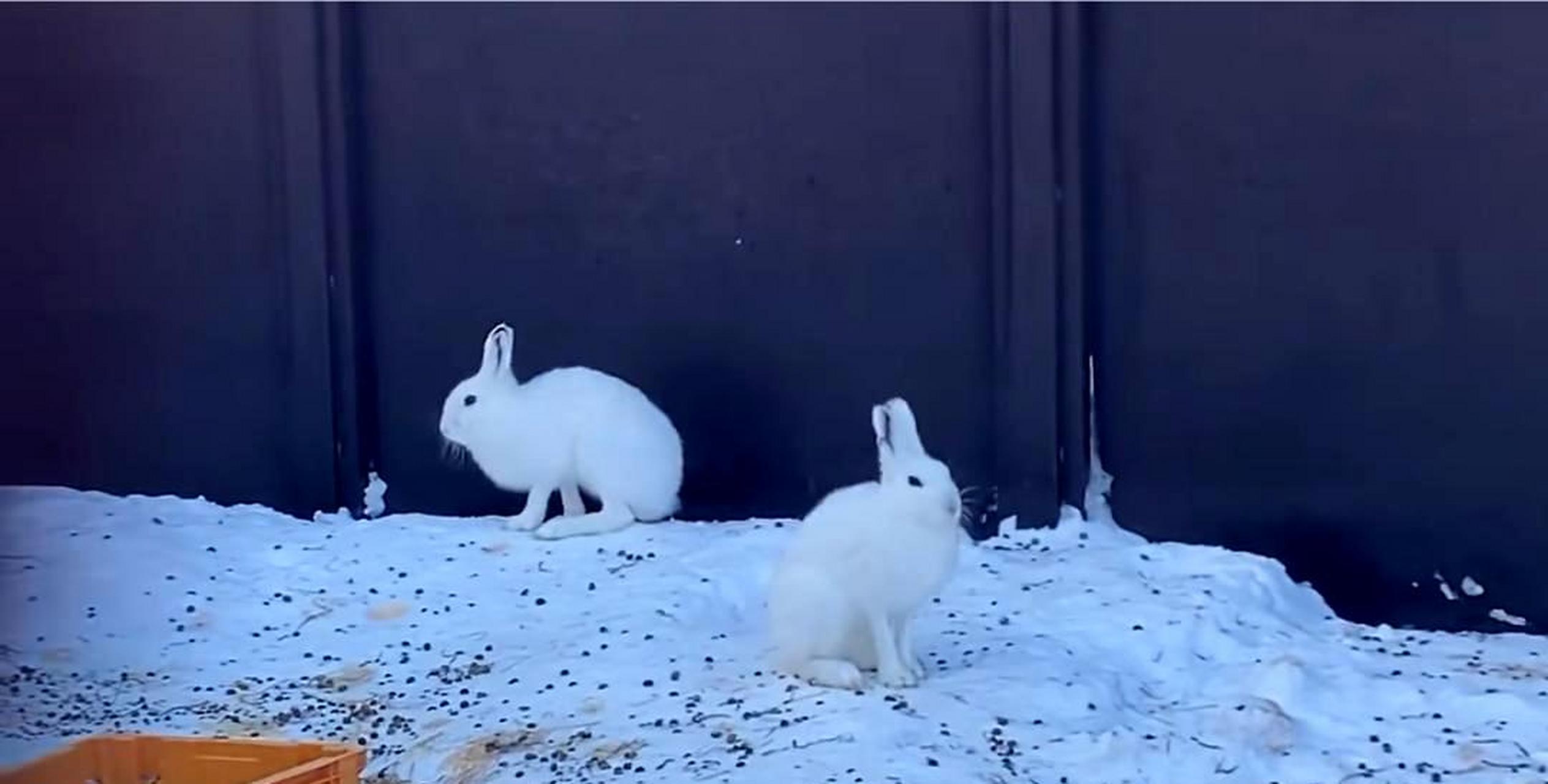 这只兔子的腿真的很长,与平常我们吃的兔子腿相比短多了!