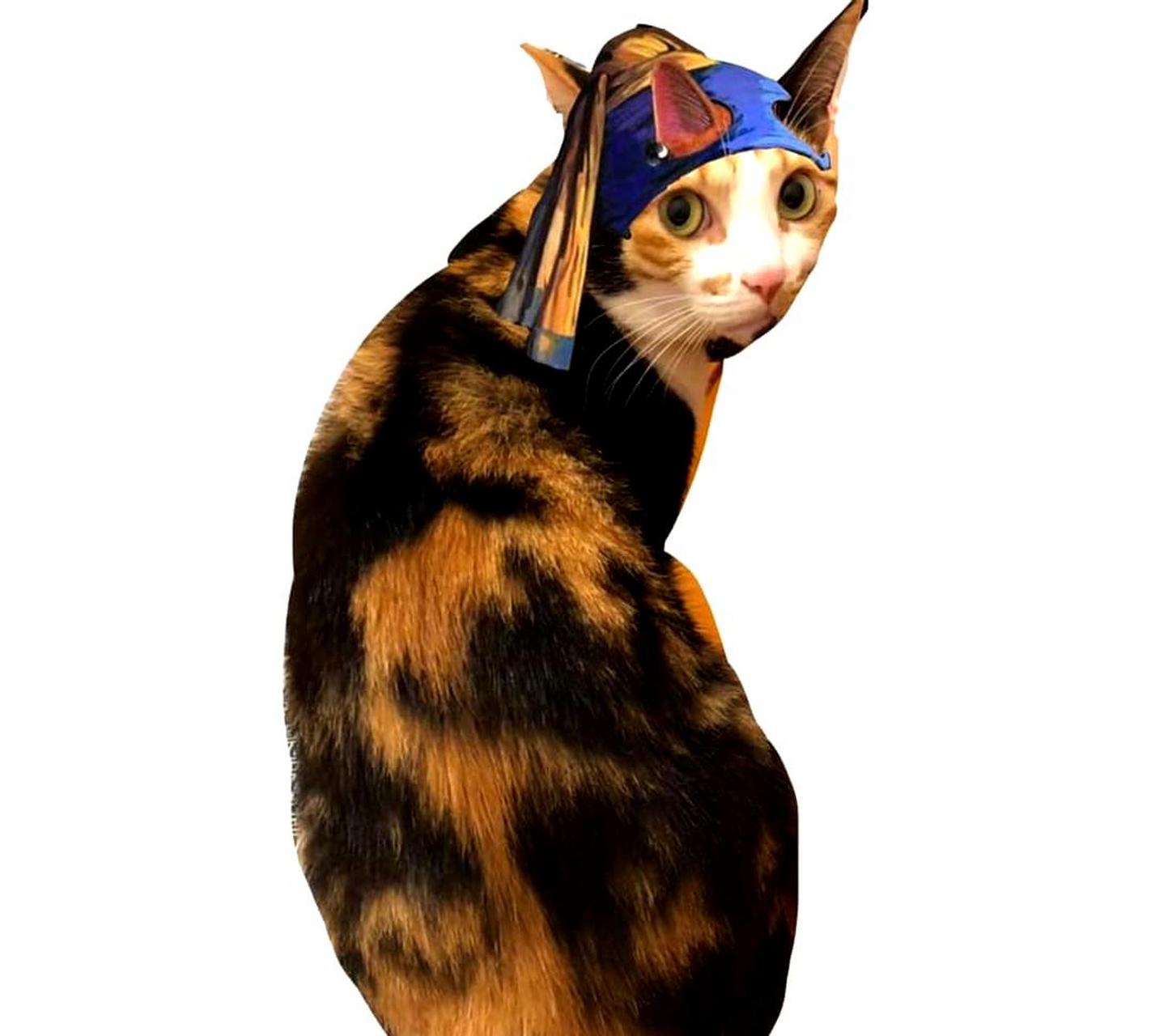 主人说,那天家里的猫咪回头看着我,就像一幅名画一样!