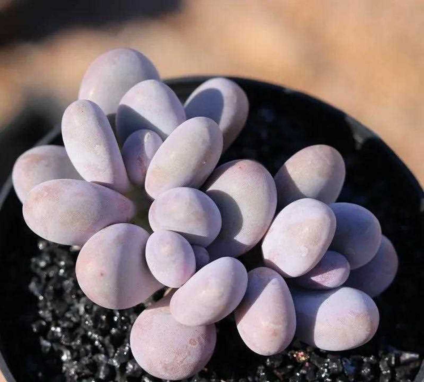 汤圆是一种很漂亮的多肉植物,据说是桃蛋杂交的品种,具备了桃蛋粉嫩的