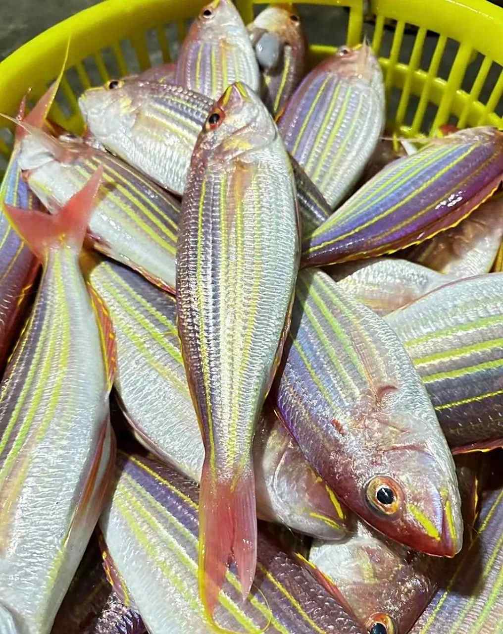 海钓顶级金线鱼男人必吃海鱼