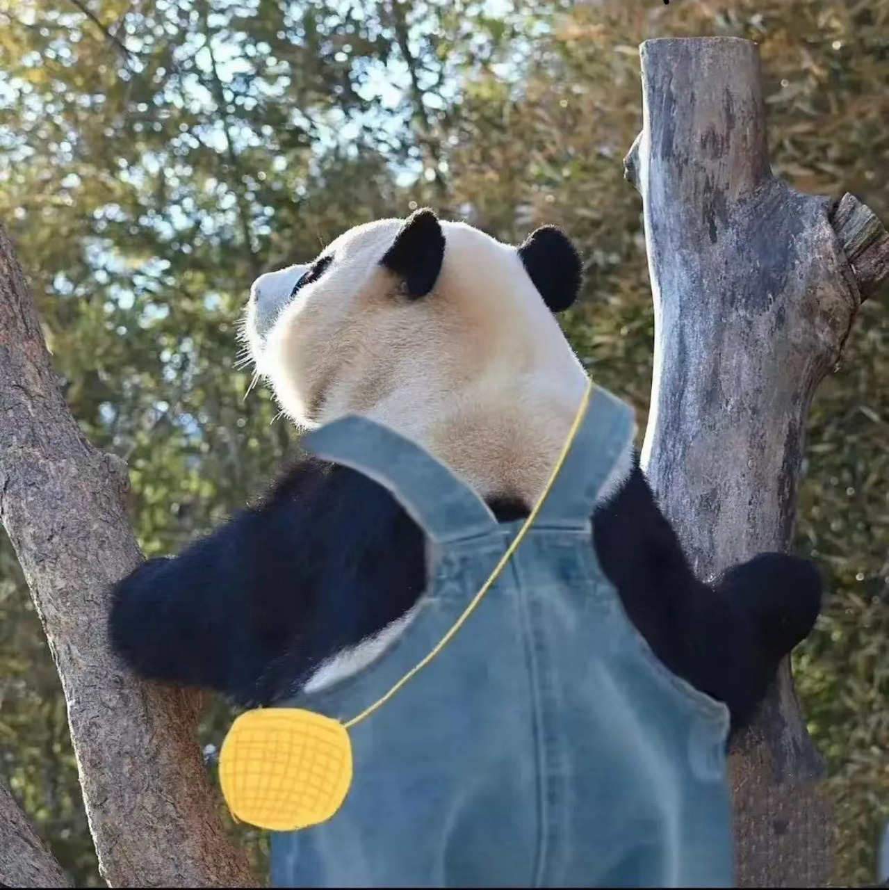 穿背带裤的福宝太漂亮,又呆萌又可爱!