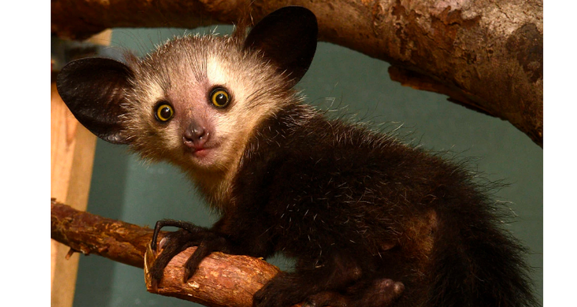 世界上最奇怪的动物 指猴 由于其奇异的外观和不寻常的喂养习惯,许多