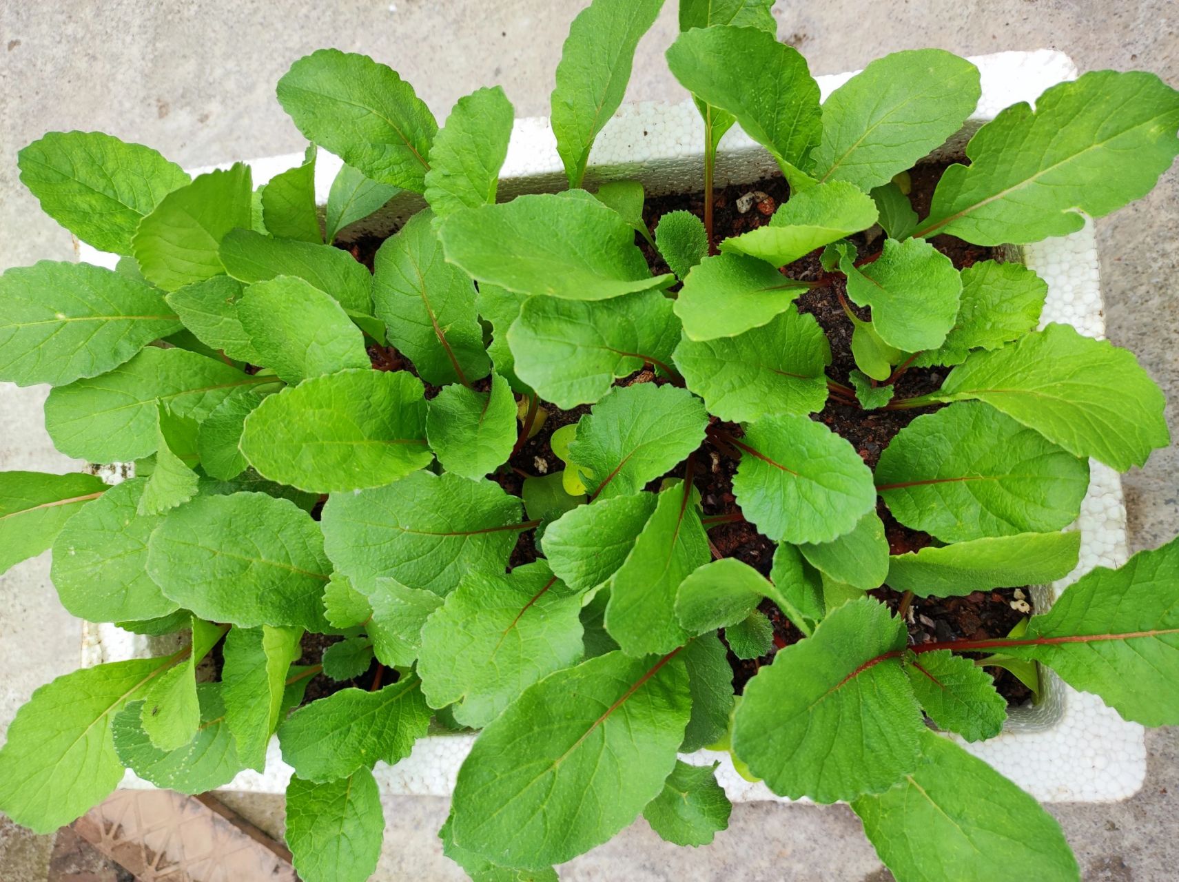 第一批樱桃萝卜已经可以看到小萝卜了[期待] 第二批已经在长真叶了