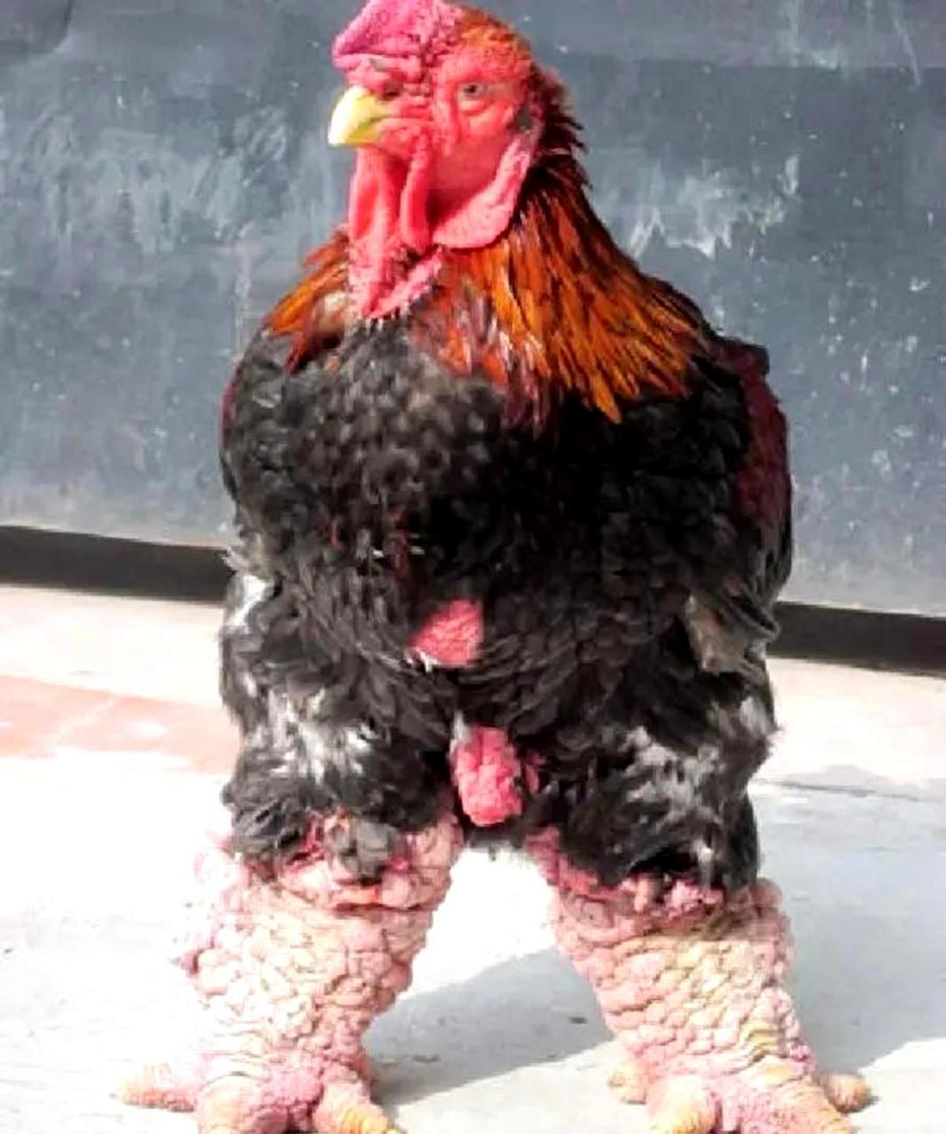 这些越南东涛鸡的外貌十分不美观.