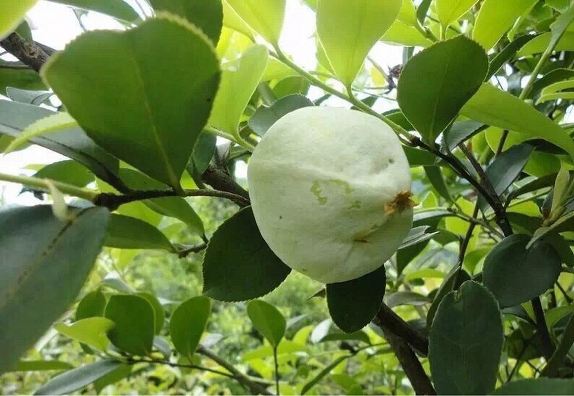 实际上"茶泡"不是一种果实,它是油茶树果实的一种变异体.