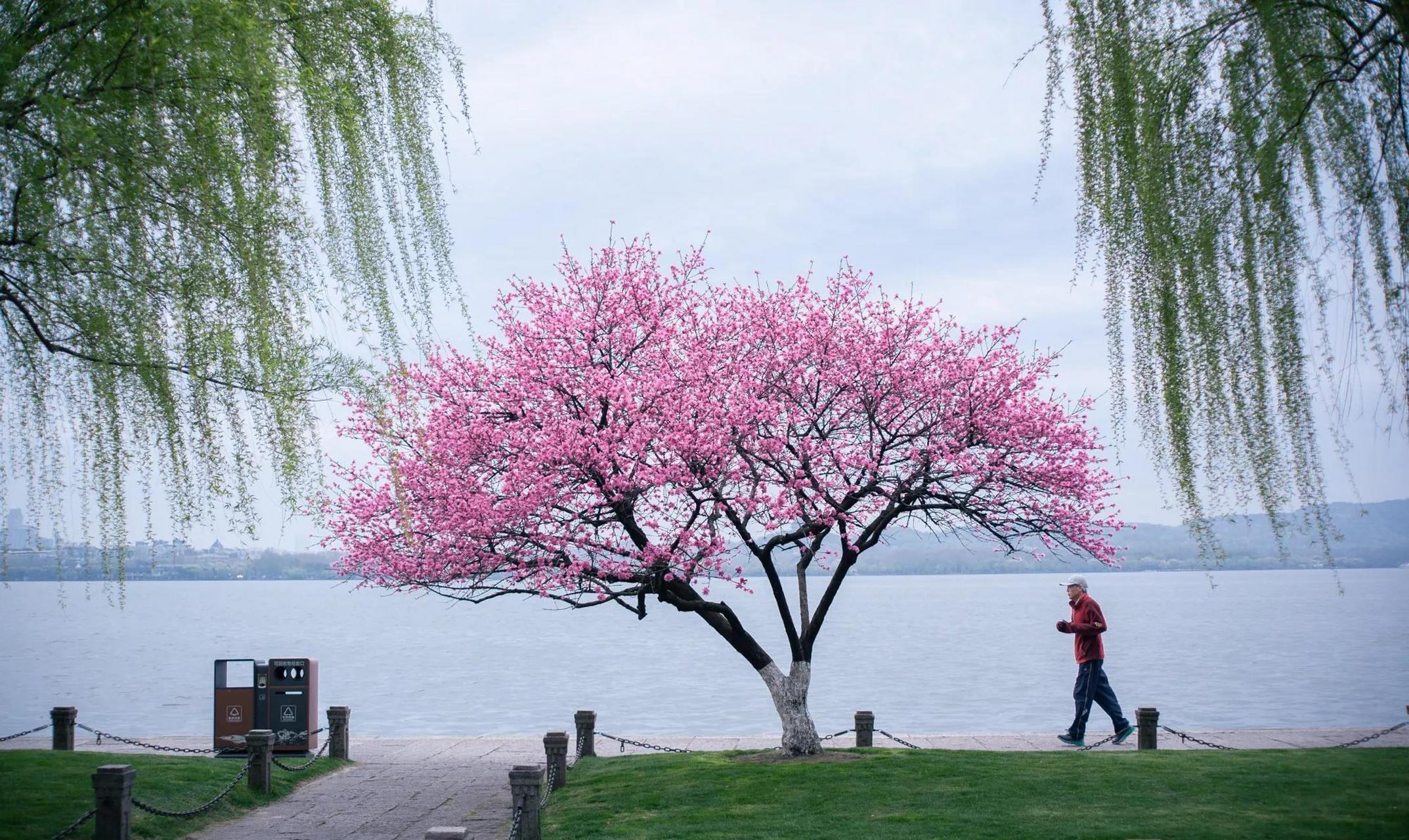 杭州西湖初春美景图片图片