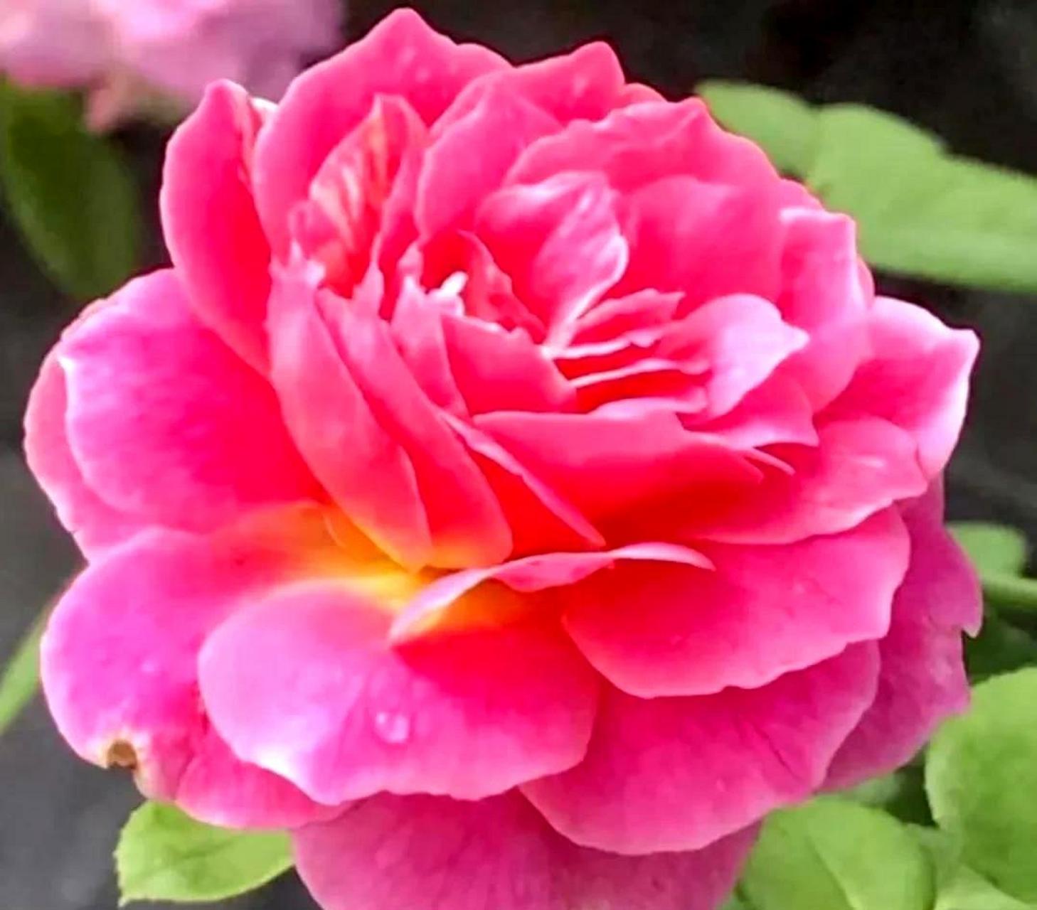 层层叠叠的花朵美艳动人,仿佛是一幅绚丽多彩的画卷.