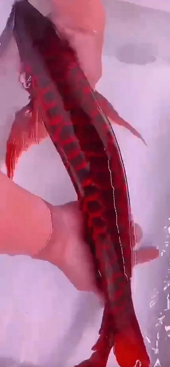 高清红金鱼壁纸美图,唯美图片真漂亮,年年有余