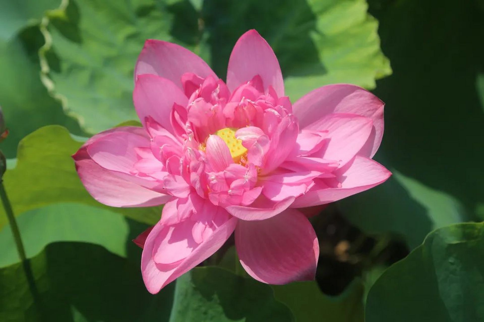 广西贵港覃塘田园综合体荷花节,盛大开幕!