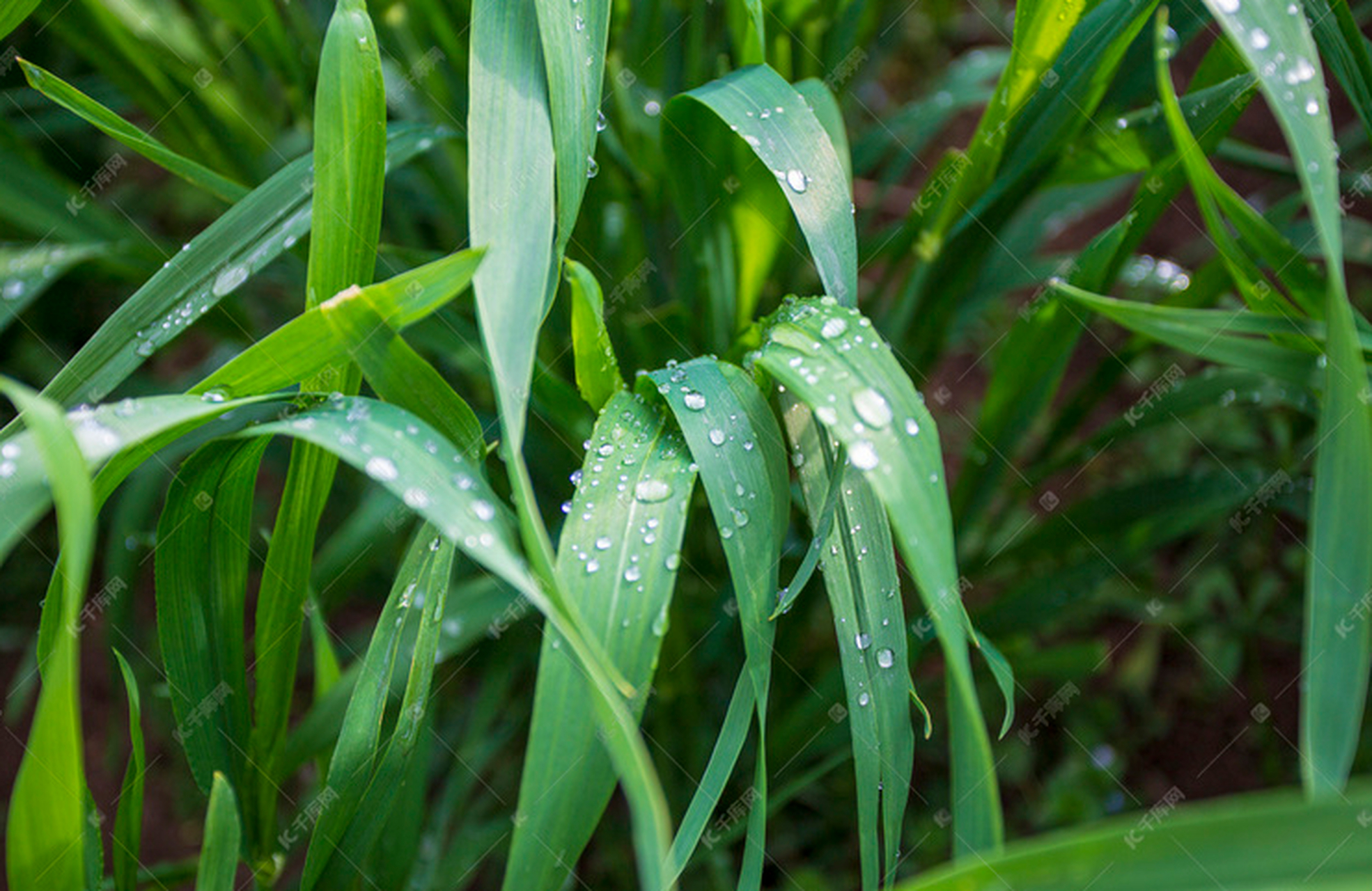 昆河晨语:春雨贵如油,润物细无声,浇灌着碧绿的麦田,孕育着丰收的期待
