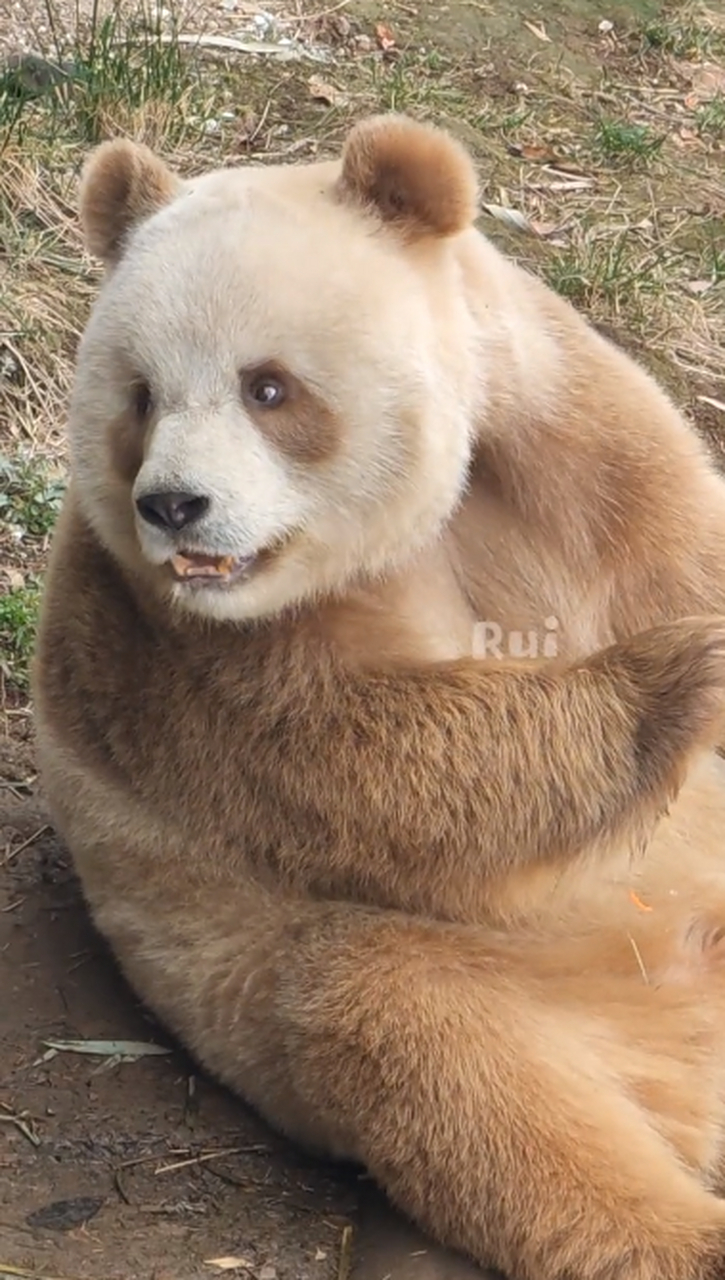 大熊猫七仔 200多斤的体重,800个心眼98