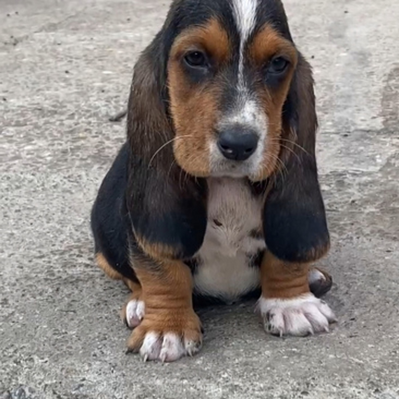 狗狗竟长了这么长的耳朵,看着还听可爱