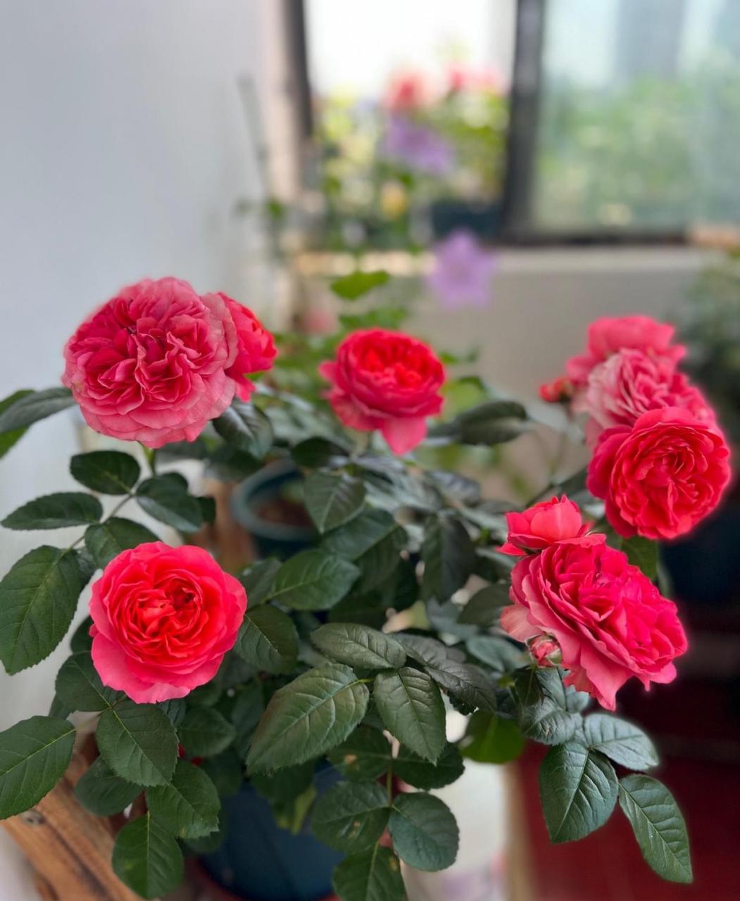 有种小型月季花,名字叫"香奈儿阳台",专门为阳台盆栽观赏而生,植株