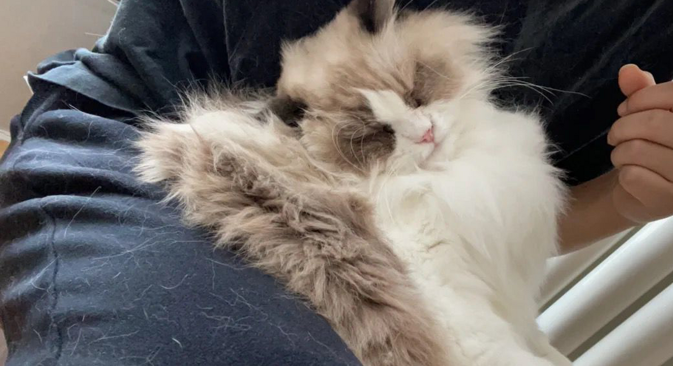 布偶猫真的是掉毛怪吗?