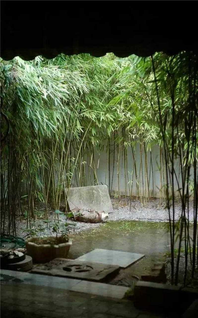 竹林听雨  曲径通幽  有竹人家小院欣赏