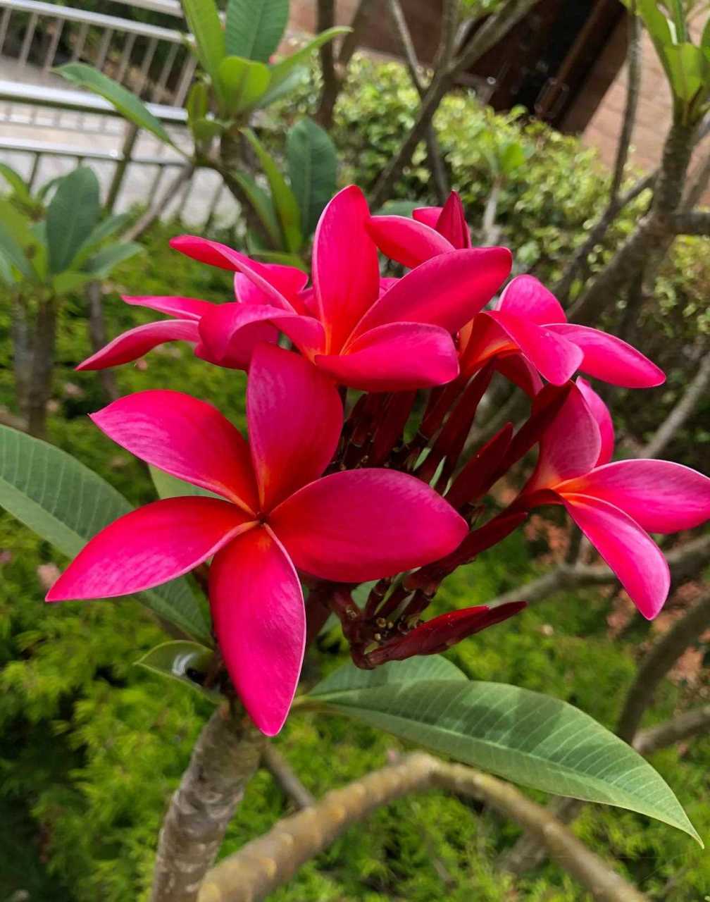 尽管原来是因为它的颜色,很像鸡蛋黄才叫的鸡蛋花