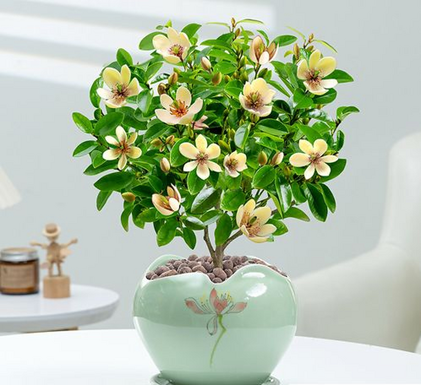 盆栽 含笑花养殖方法和养殖技巧,  盆栽爱好者们,今天我们要来谈谈一