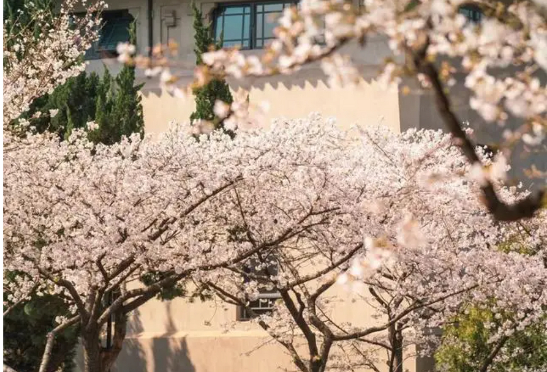 日本的国花是什么花(意大利的国花是什么花)