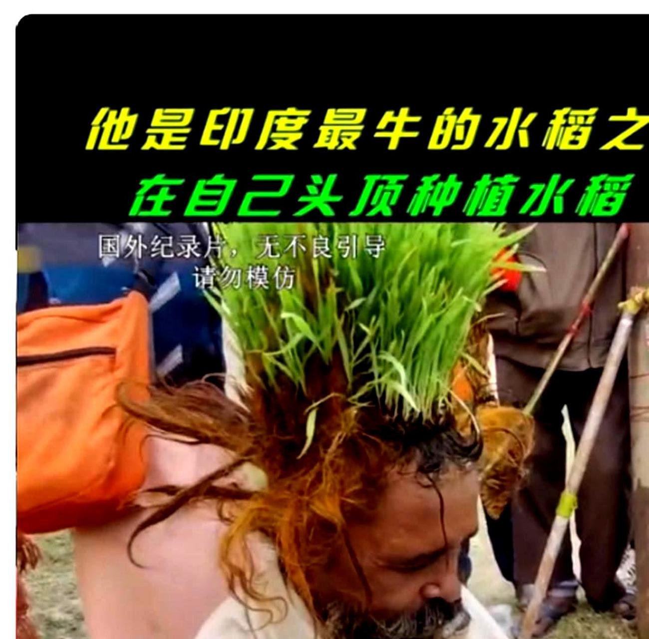 印度水稻之父在自己头上种水稻,令人惊叹.