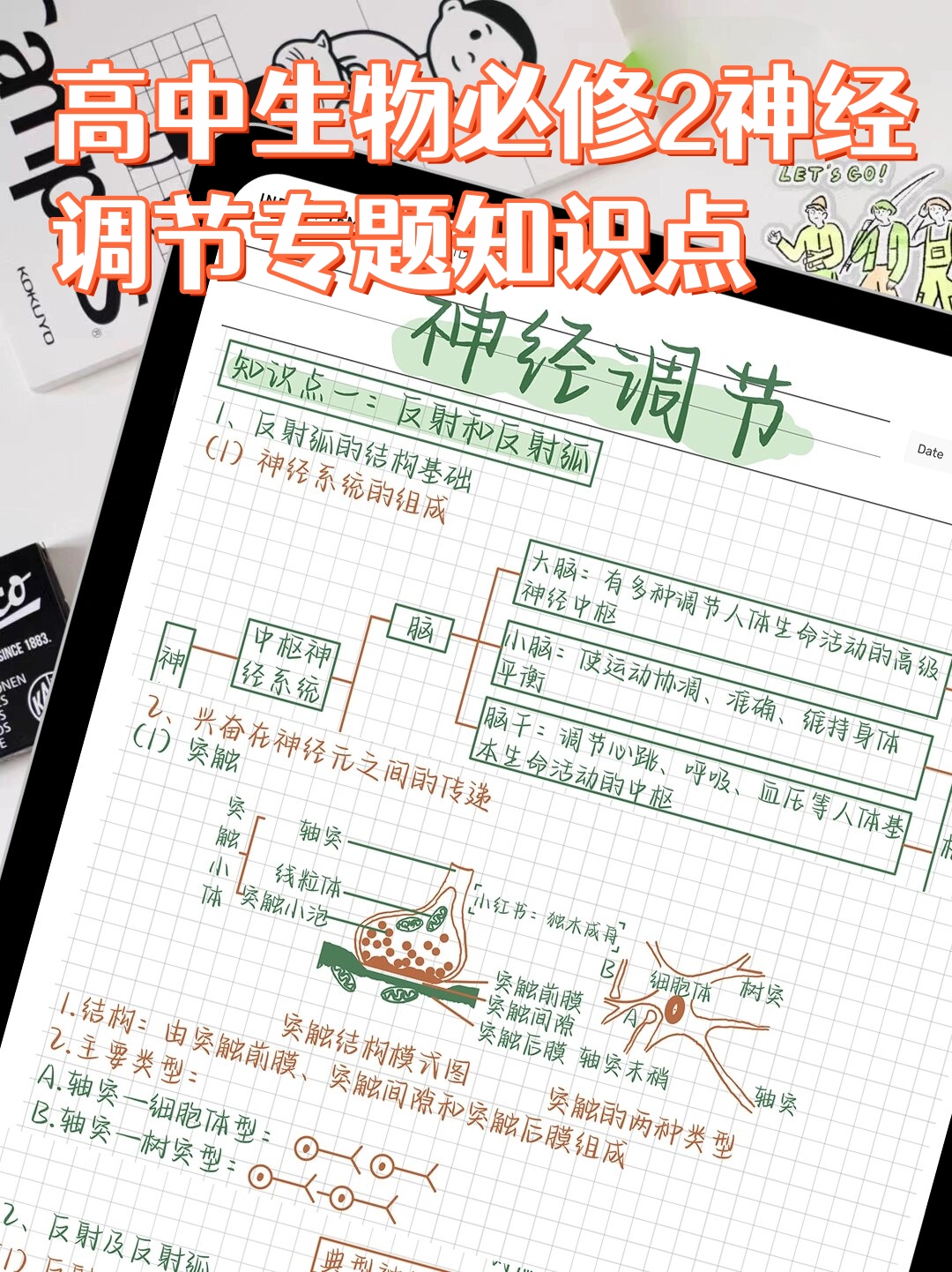 高中生物必修2神经调节专题知识点  今天,我们将一起