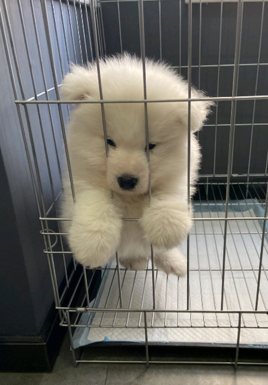 刚到家的小狗狗,为什么一直叫