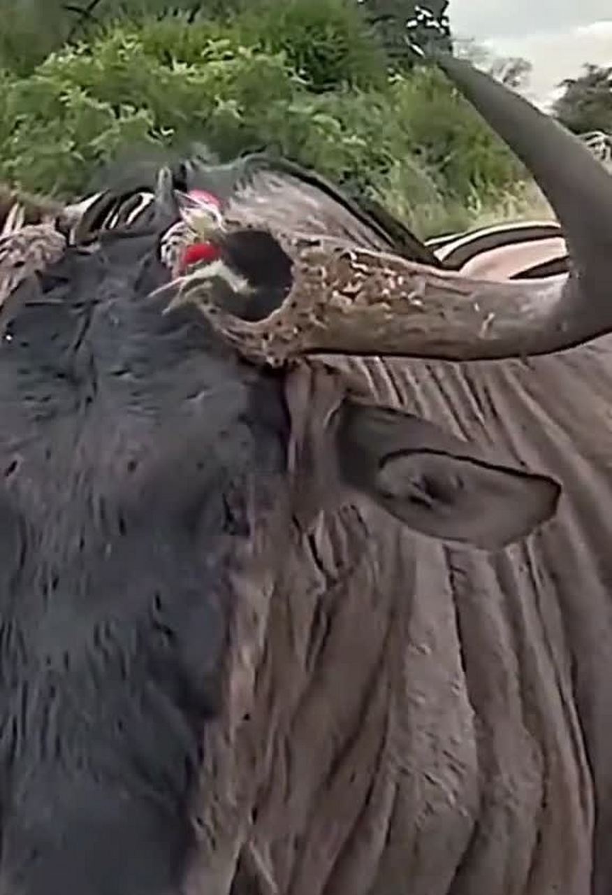 这两只鸟真爱钻牛角尖![嘘]