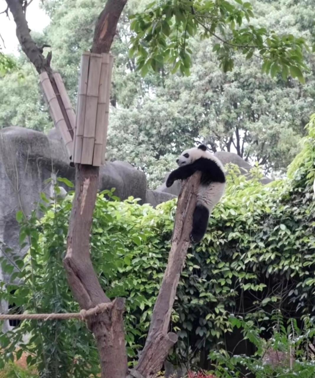 这只熊猫也太有本事了,喜欢在树上"挂"睡觉,如果不小心睡着了掉下来岂