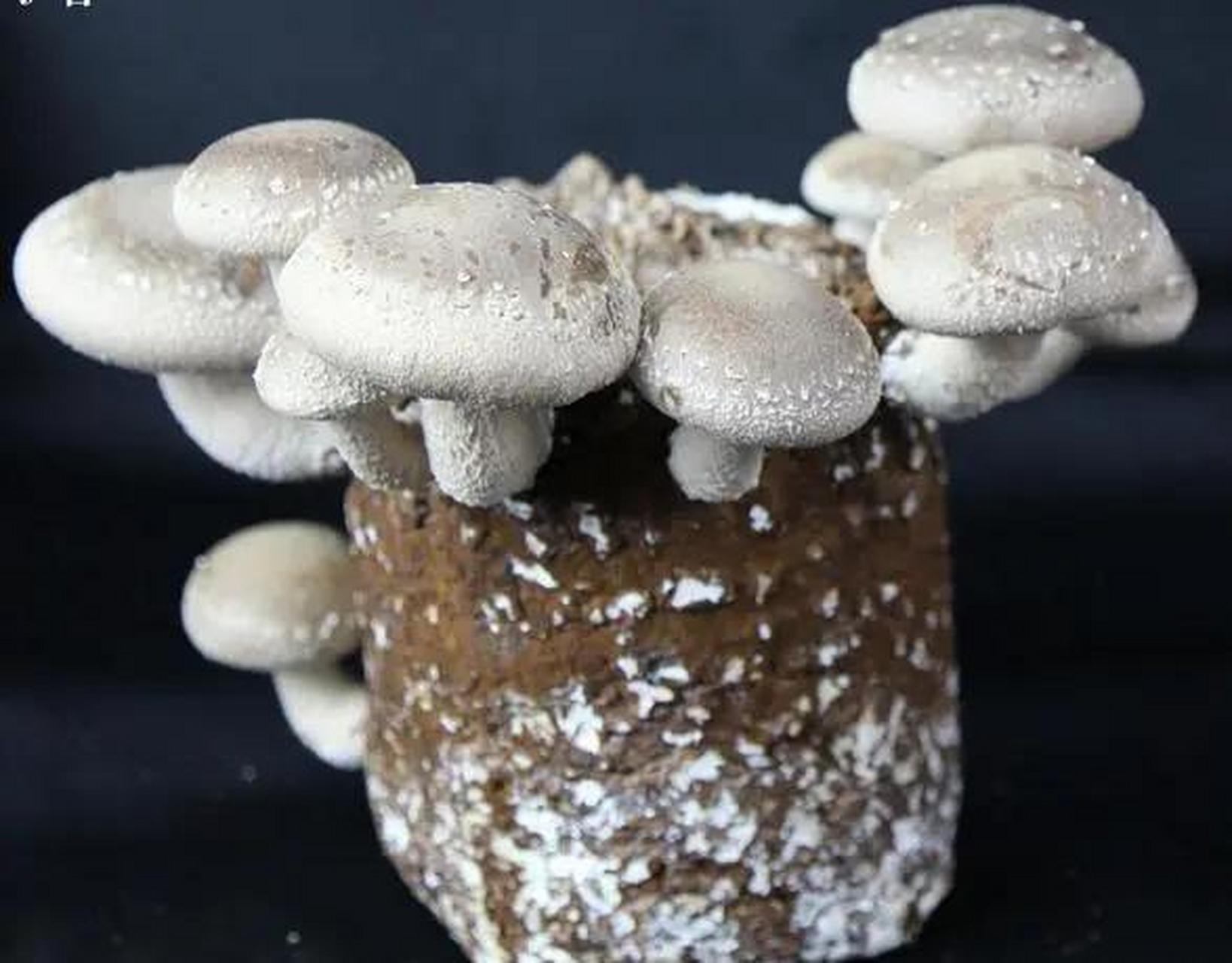 食用菌菌丝体培养及其应用研究  食用菌是一类常见的真菌,包括许多