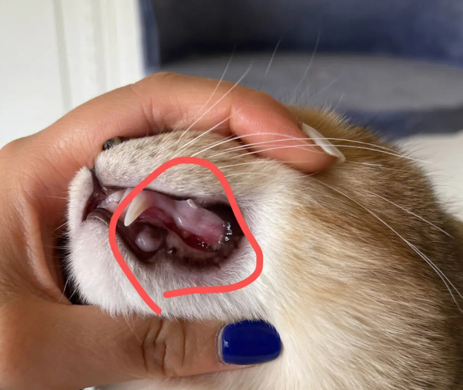 详细猫咪口炎是每一位铲屎官都十分烦恼的疾病,作为一只猫咪的主人