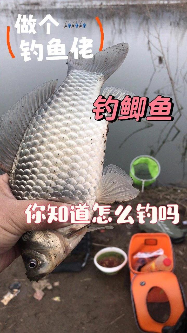 3号袖钩钓多大鲫鱼图片