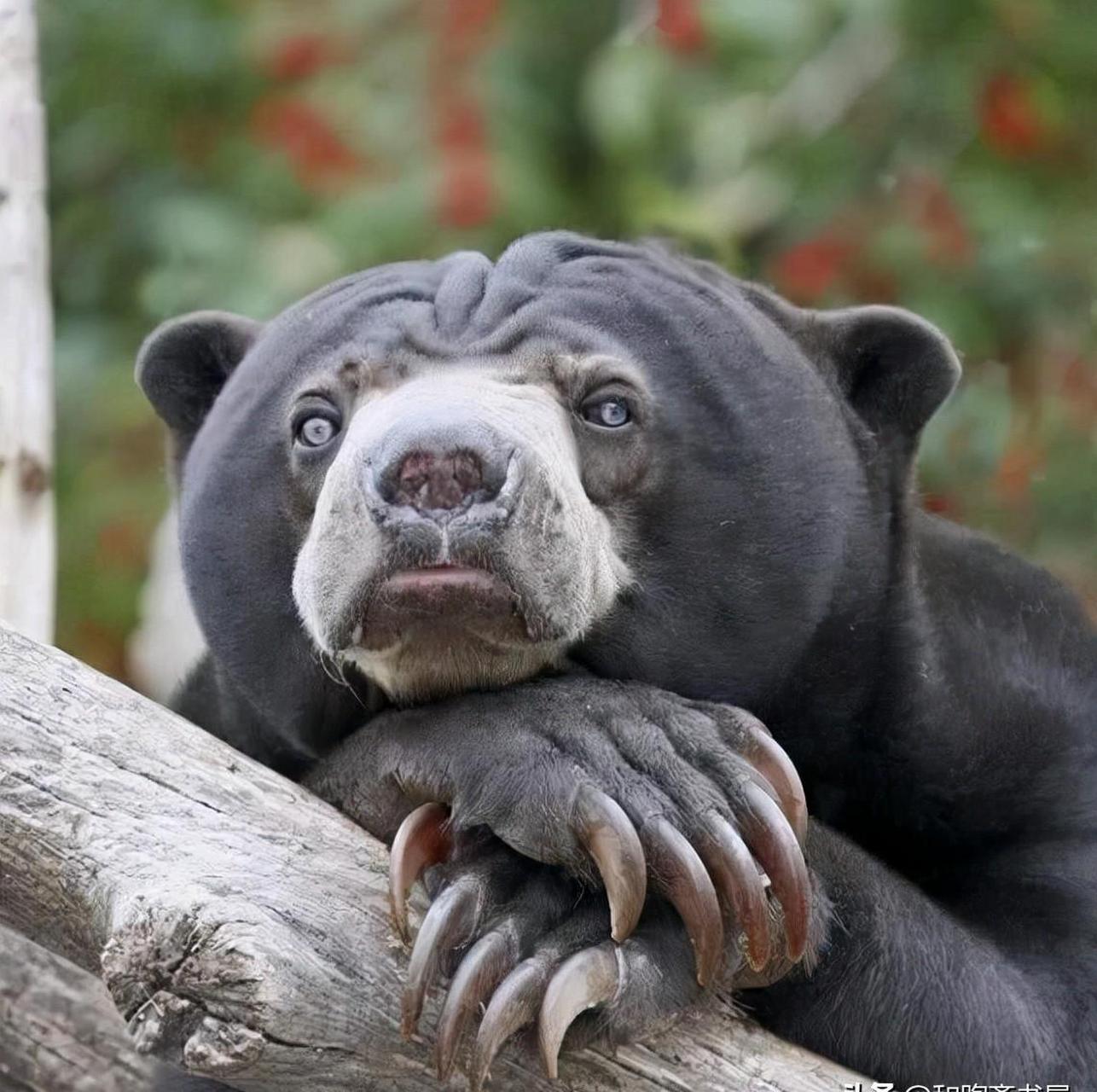 民间故事:秀才酒后回家,醒后变成黑熊,受尽乞丐折磨 出自《子不语》