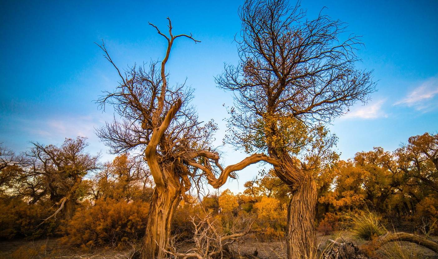 睡胡杨,顾名思义寓意沉睡的胡杨.@陈小李领域的动态