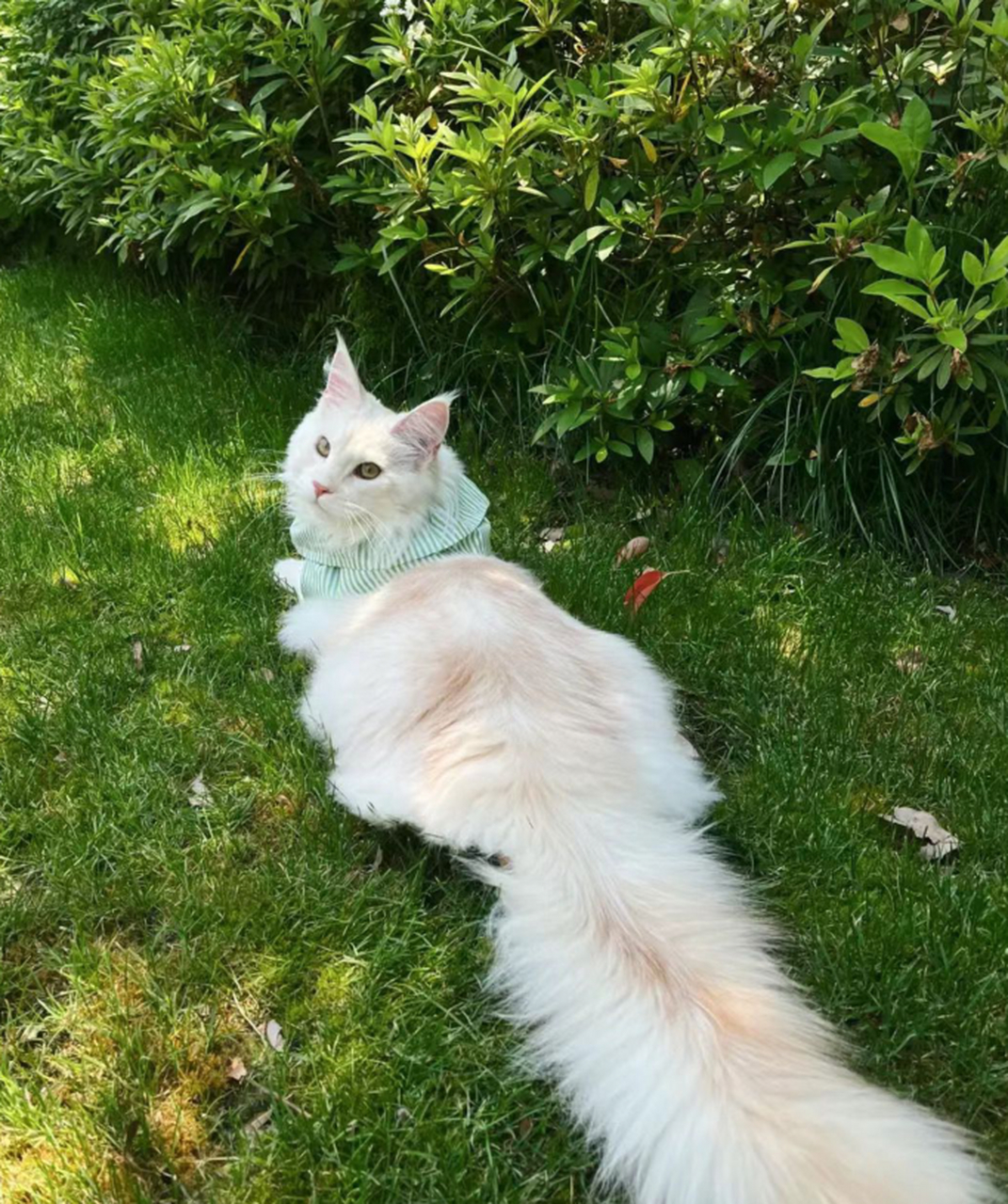 这个应该是我所有见过的猫咪当中,尾巴最长的一只了.