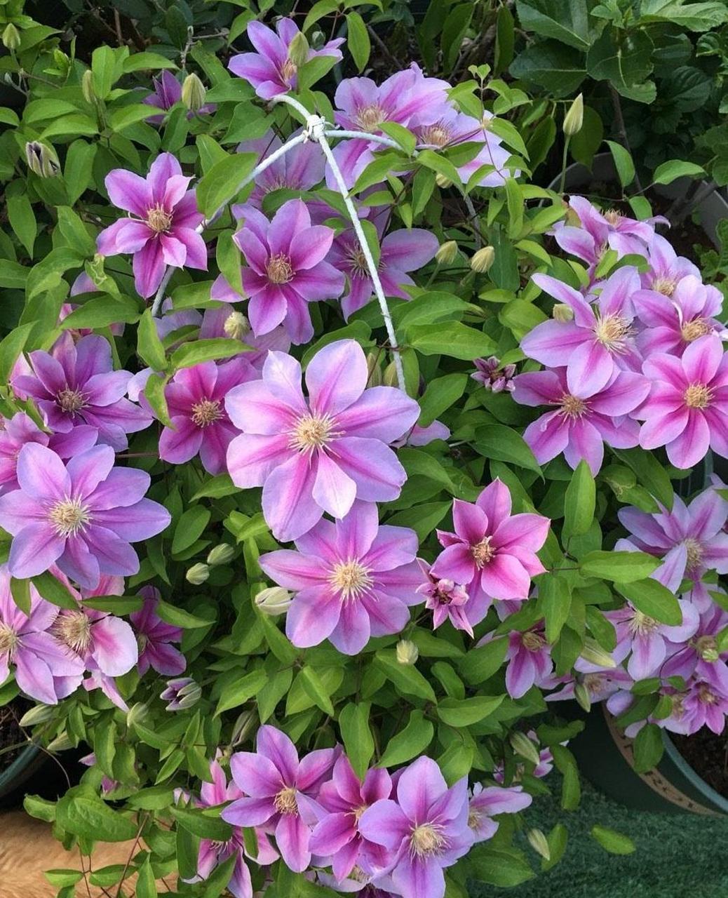 打造阳台花园,养一棵"蜜蜂之恋"吧,铁线莲里的经典品种,是新手花友"入